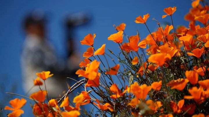 The Poppy Bloom has called many to come and see the natural wonder for themselves. [Source: Associated Press, Gregory Bull]
