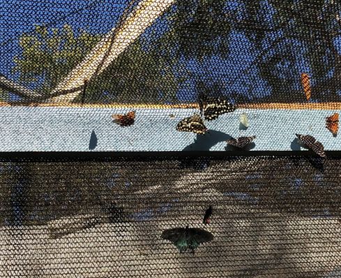 A picture of all the different butterflies at the butterfly exhibit. Source: Author, Sungmin Stella Kim
