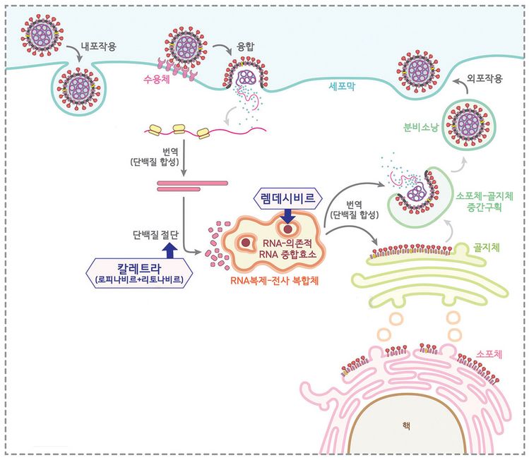 에볼라 치료제인 ‘렘데시비르’는 RNA 중합효소에 의한 바이러스 RNA 합성을 봉쇄하고, 에이즈 치료제인 ‘칼레트라’는 단백질가위와 결합해 바이러스의 증식을 차단하는 효과가 있을 것으로 예상된다. [기초과학연구원 제공] 