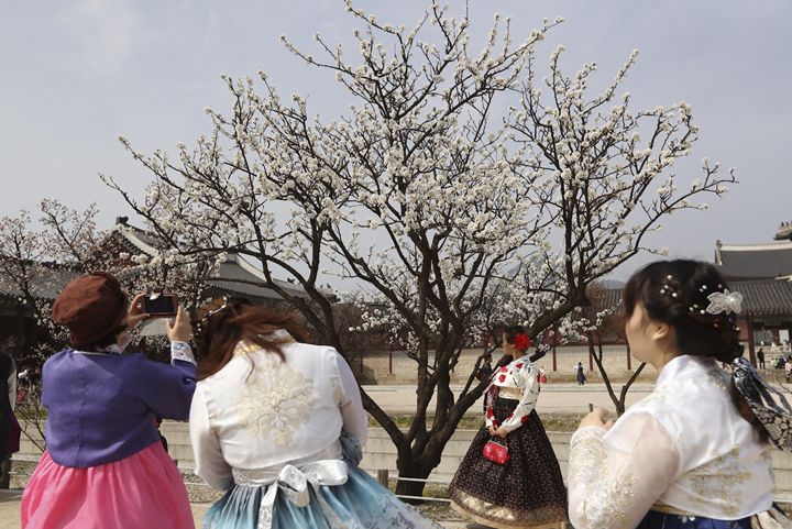 With the cherry blossoms blooming, many are flocking to festivals to see them and take photos. [Source: Associated Press, Lee Jin Man]\
