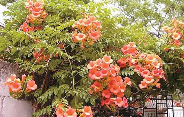 능소화[Top Tropicals Nursery]