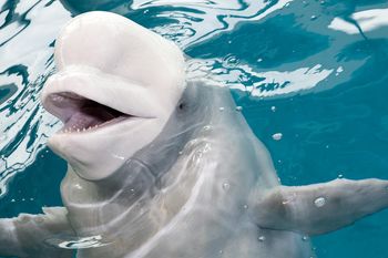 벨루가 [Shedd Aquarium]