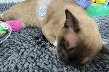 세탁기에 55분 갇힌 고양이…3000번 회전 버티고 '기적 생존'
