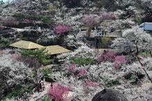 춘분 앞두고 봄기운 완연 - 매화 풍경