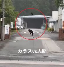 눈 마주치면 머리 치고, 5년간 보복…도심 덮친 ‘검은 폭군’ 정체