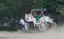 뉴욕 센트럴파크서 마차 돌진…10대 관광객 추락사