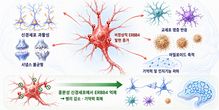 기억력 되살아났다…알츠하이머 악순환 끊을 ‘핵심 스위치’ 발견