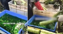 정체불명 초록 액체에 ‘풍덩’…中 ‘염색 상추’ 그대로 팔렸다