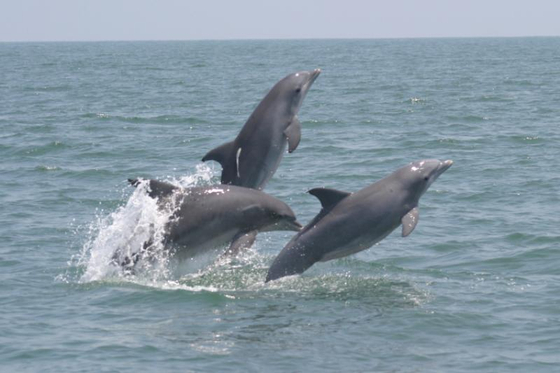 Tamanend's bottlenose dolphin