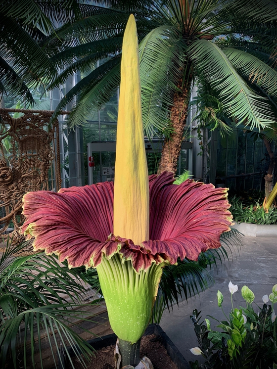  ‘아모르포팔루스 티타눔(Amorphophallus titanum)’