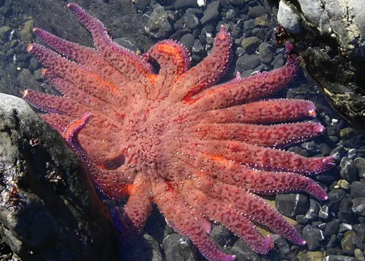 불가사리 괴사병으로 특히 큰 피해를 입은 해바라기불가사리(Sunflower sea star). [언스플래쉬 @yourmap]