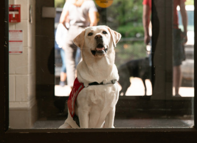 장애인 지원을 위한 훈련된 안내견의 모습. [‘캐나다 라이온스재단 도그 가이드(Lions Foundation of Canada Dog Guides)’ 공식 홈페이지]