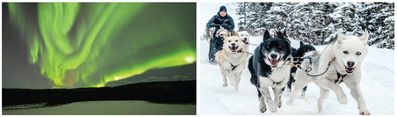 알래스카 페어뱅크스의 겨울 하늘에 펼쳐진 초록빛 오로라(왼 사진)와 설원을 달리는 개 썰매 체험은 오로라 투어의 또 다른 즐거움이다. [K-알래스카 투어 제공]