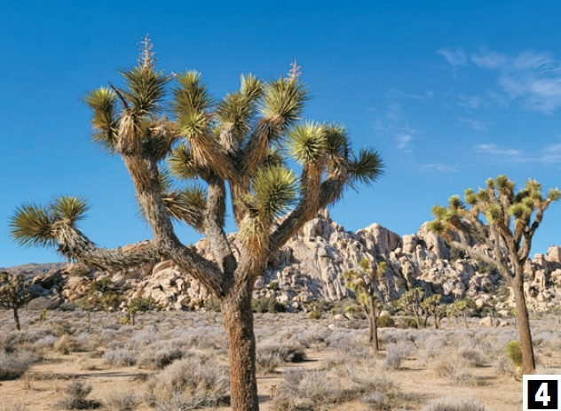 조슈아트리와 바위산.