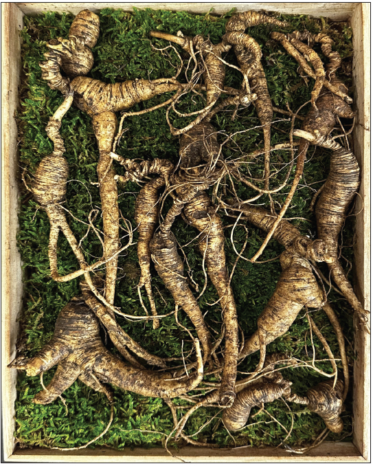 노스캐롤라이나에서 수확된 야생 천종산삼을 20% 할인된 가격으로 만나볼 수 있다.