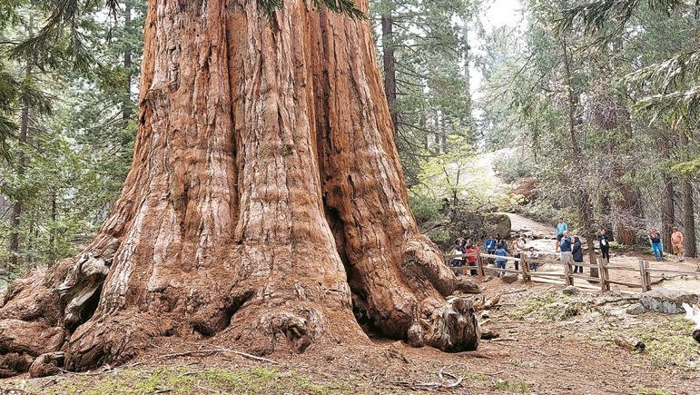 수천 년을 자라온 거대한 세쿼이아가 장엄한 풍경을 이룬다.
