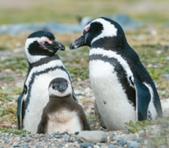 마젤란해협 인근에서 서식하는 마젤란펭귄.