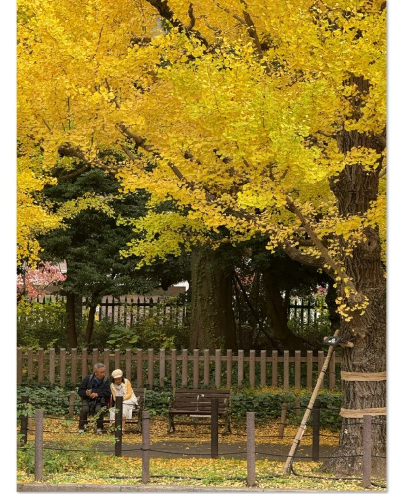 메이지 신궁 외원 은행나무길 벤치