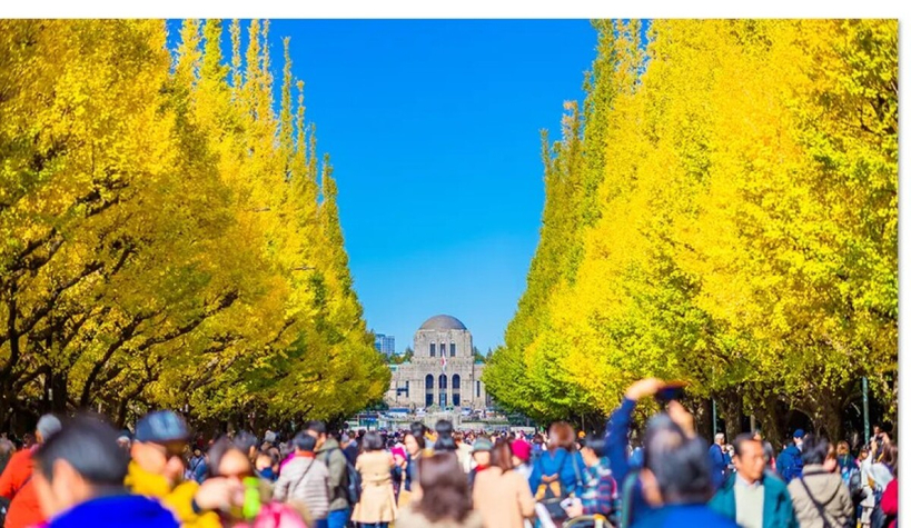 메이지 신궁 외원 은행나무길