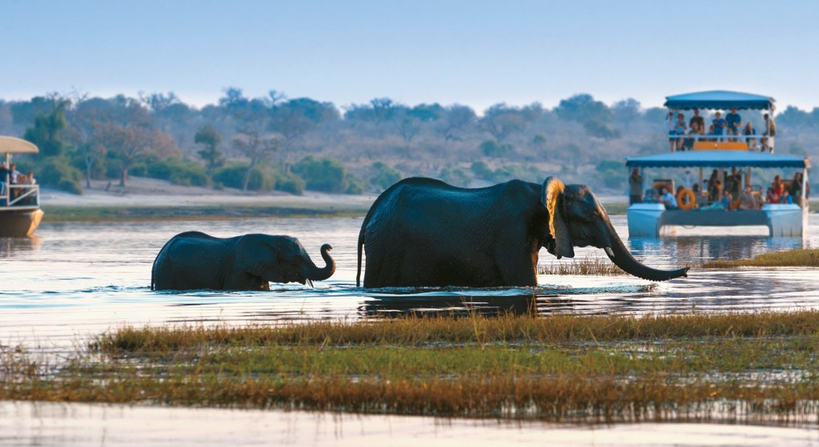초베 국립공원에서 코끼리 가족이 강을 건너는 모습. 사파리 보트로 가까이에서 야생을 관찰하는 대표적이다.