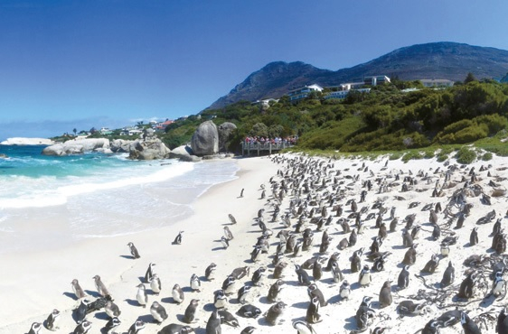 볼더스 비치 아프리카펭귄들의 서식 풍경. 도시 가까이에서 야생을 만날 수 있어 더욱 이색적이다.