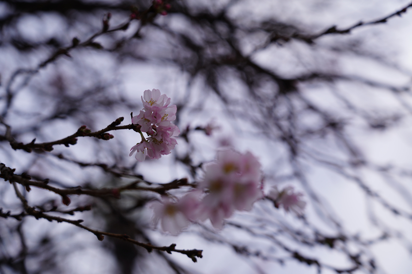 60년만의 따뜻한 겨울이 오자 26일 조지아주 둘루스 플레전트힐 선상 한 매장 앞에 제철을 잊은 벛꽃이 피어 있다.