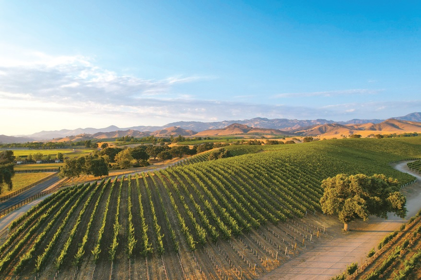 완만한 구릉을 따라 펼쳐진 샌타이네즈 밸리는 영화 〈사이드웨이〉의 배경으로 잘 알려져 있다. 