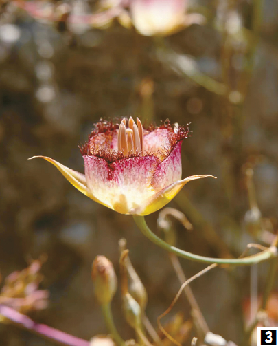 로스앤젤레스에서 피어난 플러머스 마리포사 릴리. [크리스티나 하우스 / LA타임스]