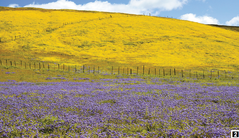 카리조 플랜 내셔널 모뉴먼트 지역에 만개한 야생화들. [양희관 작가 제공]
