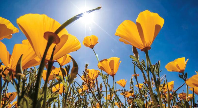 2023년 4월 치노 힐스 주립공원에서 만개한 캘리포니아 파피꽃. [앨런 J. 셰이븐 / LA타임스]