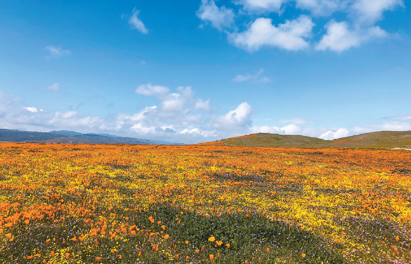 삼호관광이 일일관광으로 진행하는 앤텔롭밸리 파피 보호구역. [각 업체 제공]