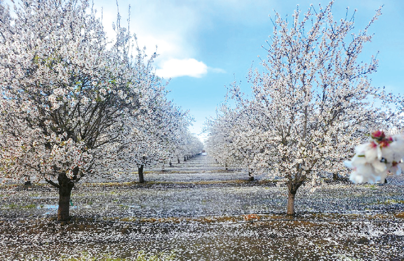 아주투어가 일일관광으로 선보이는 베이커스필드 아몬드꽃밭. [각 업체 제공]