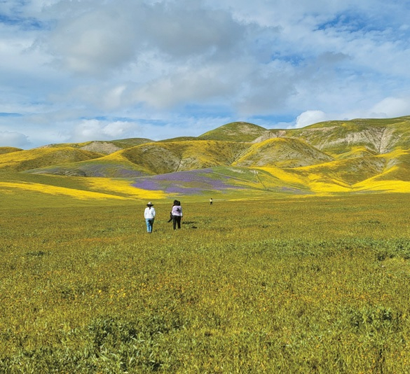 카리조 평원은 캘리포니아에서 가장 광활한 야생화 군락지중 하나이다.