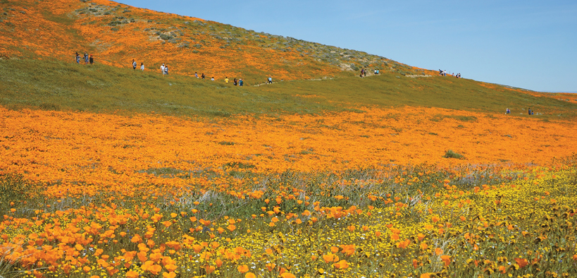 황금빛 물결로 유명한 앤텔롭 밸리의 파피필드는 1976년 주립공원으로 지정되었다.
