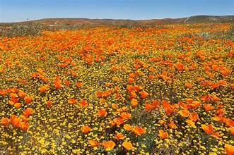 랭커스터 앤텔롭 밸리 파피꽃 보호구역에 만개한 오렌지빛 파피꽃이 들판을 가득 채우며 봄의 장관을 연출하고 있다. [US아주투어 제공]