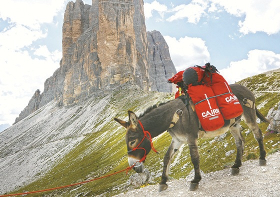 돌로미티의 상징 트레치메 봉우리와 짐을 나르는 당나귀가 어우러진 풍경이 인상적이다.