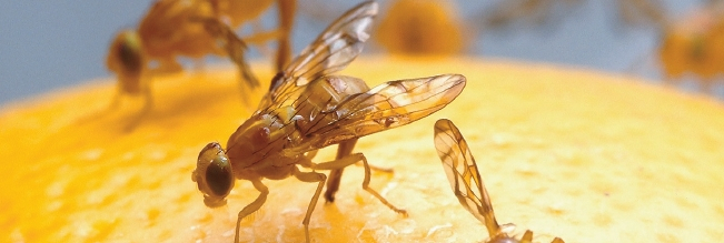 과일과 채소에 감염되면 농가에 큰 피해를 끼치는 멕시코 과일파리. [카운티뉴스센터 캡처]