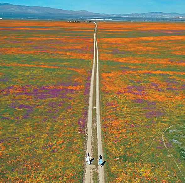 앤털롭밸리 포피 보호구역에서 18일 파피꽃이 만개해 장관을 이루고 있다. [Journey with Lina 인스타그램 켑처]