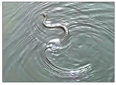 오렌지카운티 생태공원에서 헤엄치고 있는 방울뱀.[KTLA캡쳐]