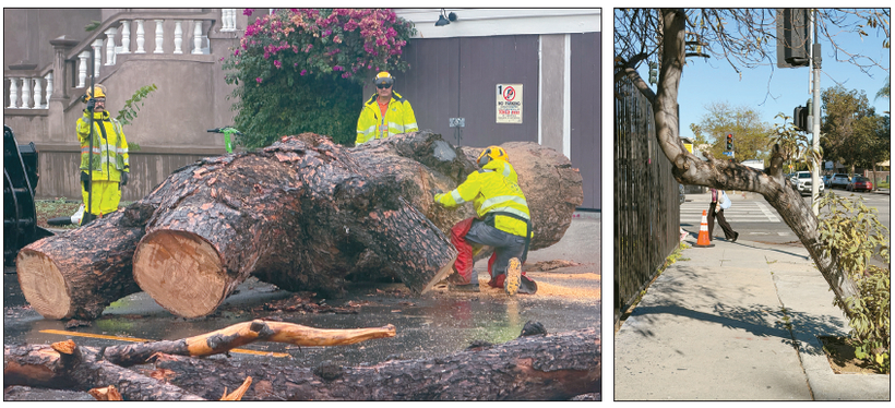 LA시 청소국 직원들이 한인타운의 한 주택가 도로에서 비바람에 쓰러진 고목을 절단하고 있다(왼쪽). 할리우드 바인 스트리트의 한 가로수가 인도 쪽으로 심하게 기울어 행인들의 보행을 방해하고 있다. 김상진 기자