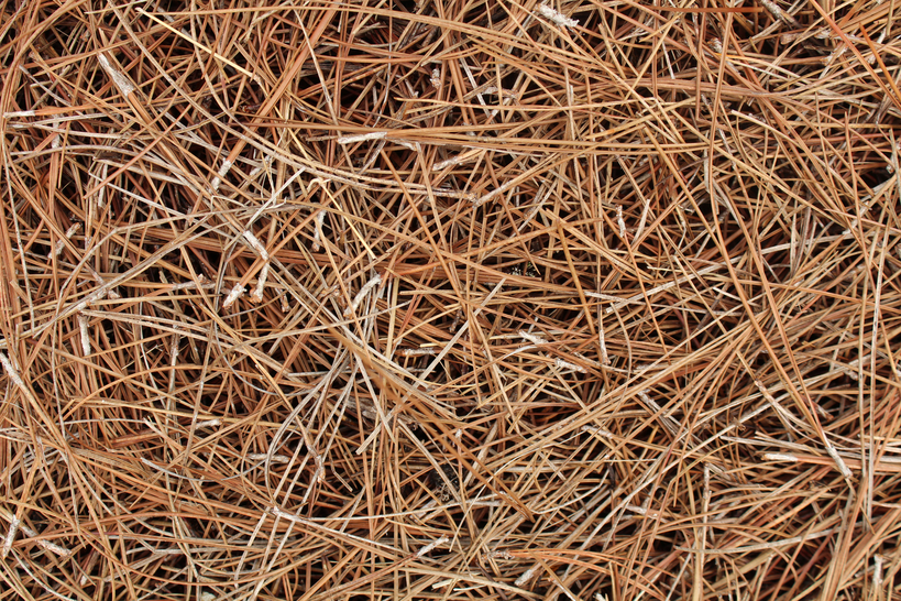 Pine Straw 이미지 [셔터스톡]