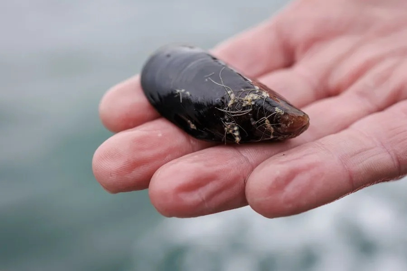 캘리포니아 해안에서 채취된 홍합. 여름철 자연 독소 축적으로 인해 섭취 금지 경고가 내려졌다.