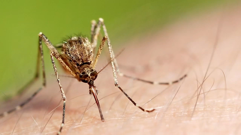 ‘발목 모기’로 불리는 이집트숲모기(Aedes aegypti)가 사람 피부에 앉은 장면. [로이터]