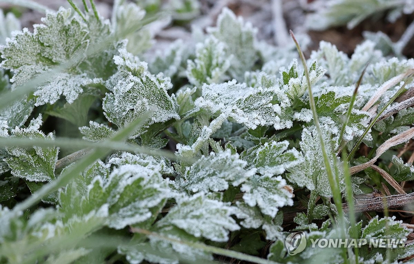 서리 [연합뉴스]