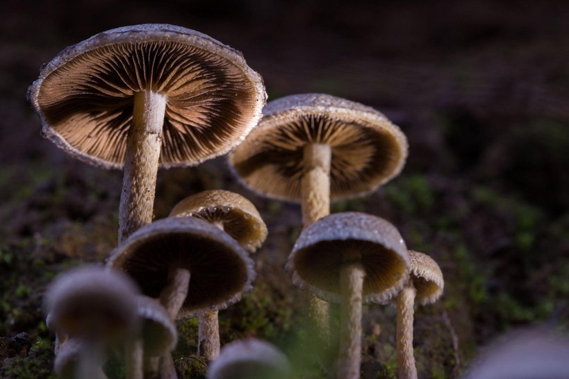 환각 성분인 실로시빈(psilocybin)을 함유한 버섯. 미국에서는 연방법상 규제 약물로 분류되며, 일부 지역을 제외하면 재배와 유통이 금지돼 있다. [위키미디어 커먼스]