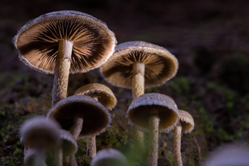 환각 성분인 실로시빈(psilocybin)을 함유한 버섯. 미국에서는 연방법상 규제 약물로 분류되며, 일부 지역을 제외하면 재배와 유통이 금지돼 있다. [위키미디어 커먼스]