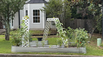 Georgia Family Fined  Daily by HOA Over Front Yard Vegetable Garden